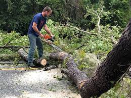 Best Palm Tree Trimming  in Eagle Lake, TX