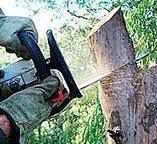 Best Tree and Shrub Care  in Eagle Lake, TX
