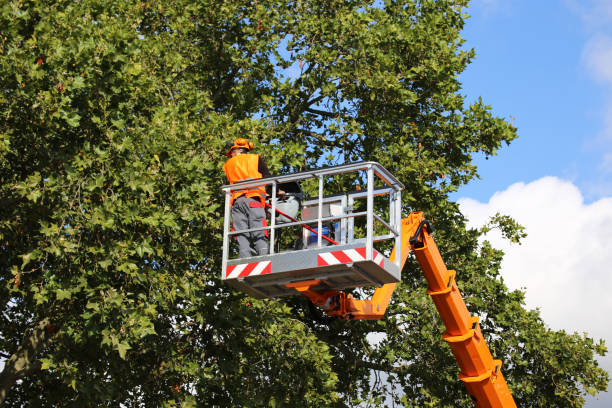 Best Tree Risk Assessment  in Eagle Lake, TX