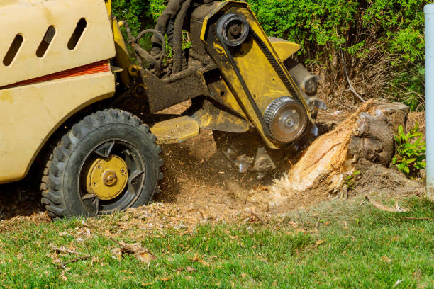 Best Tree Maintenance Programs  in Eagle Lake, TX