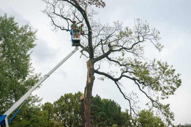 Best Hedge Trimming  in Eagle Lake, TX