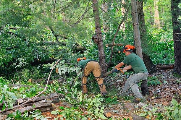 Best Stump Grinding and Removal  in Eagle Lake, TX