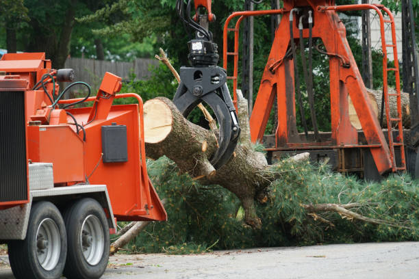 How Our Tree Care Process Works  in  Eagle Lake, TX