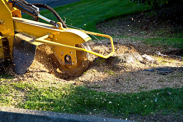 Best Lawn Mowing  in Eagle Lake, TX