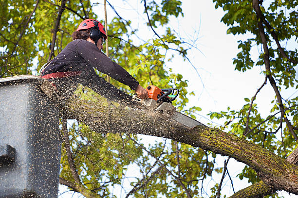 Best Fruit Tree Pruning  in Eagle Lake, TX