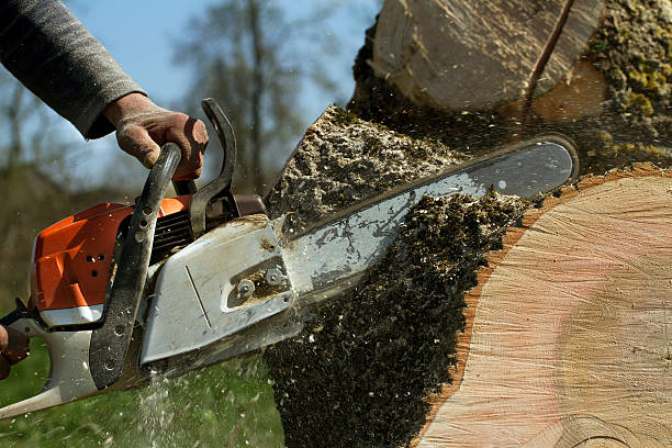 How Our Tree Care Process Works  in  Eagle Lake, TX